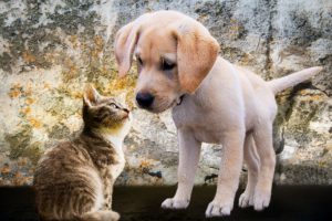 cohabitation-chat-chien