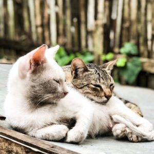 cohabitation-entre-chats