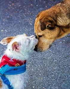 cohabitation-entre-chiens